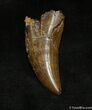 Inch Nanotyrannus (Juvenile T-Rex) Tooth #1266-1